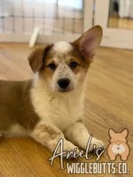 Creamgirl3, a female Australian Cattle Dog and Pembroke Welsh Corgi for sale in Castalia, NC – Photo 2 of 10