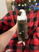 Creamgirl3, a female Australian Cattle Dog and Pembroke Welsh Corgi for sale in Castalia, NC – Photo 8 of 10