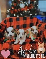 Creamgirl3, a female Australian Cattle Dog and Pembroke Welsh Corgi for sale in Castalia, NC – Photo 7 of 10