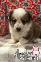 Creamgirl3, a female Australian Cattle Dog and Pembroke Welsh Corgi for sale in Castalia, NC – Photo 5 of 10