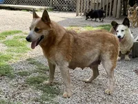 Creamgirl3, a female Australian Cattle Dog and Pembroke Welsh Corgi for sale in Castalia, NC – Photo 10 of 10