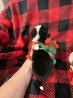 Creamboy4, a male Australian Cattle Dog and Pembroke Welsh Corgi for sale in Castalia, NC – Photo 3 of 5