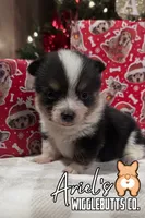 Creamboy4, a male Australian Cattle Dog and Pembroke Welsh Corgi for sale in Castalia, NC – Photo 1 of 5