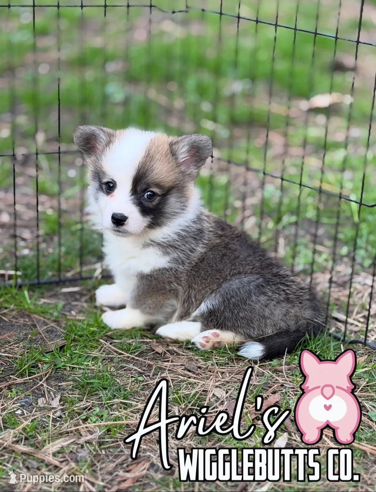 Wigglesredgirl1 – Pembroke Welsh Corgi puppy for sale in Castalia, NC