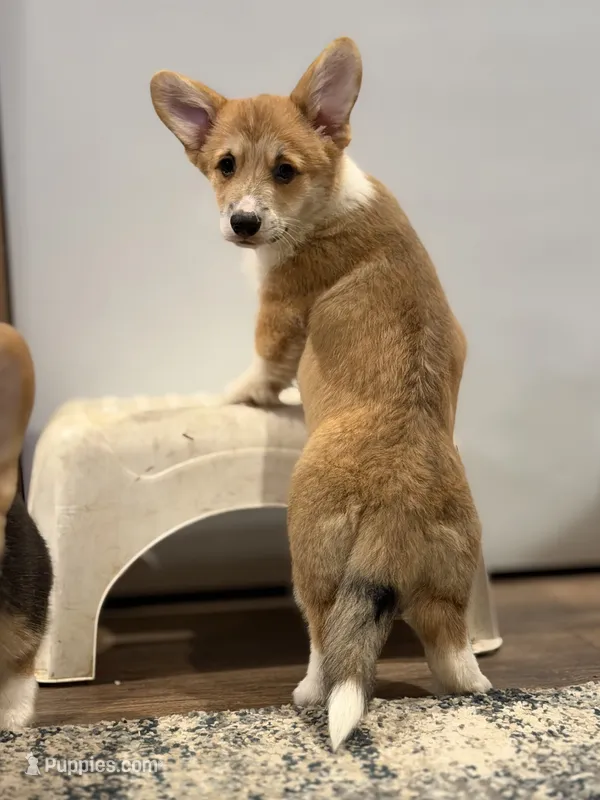 Maple – Pembroke Welsh Corgi puppy for sale in Castalia, NC