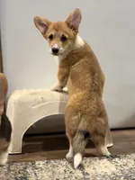 Maple, a female Pembroke Welsh Corgi for sale in Castalia, NC – 1 of 7