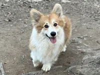 Maple, a female Pembroke Welsh Corgi for sale in Castalia, NC – 5 of 6