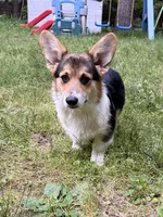 Yoshi, a male Pembroke Welsh Corgi for sale in Castalia, NC – 3 of 4