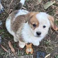 Creamboy3, a male Australian Cattle Dog and Pembroke Welsh Corgi for sale in Castalia, NC – Photo 3 of 9