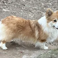 Creamboy3, a male Australian Cattle Dog and Pembroke Welsh Corgi for sale in Castalia, NC – Photo 8 of 9