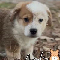Creamboy3, a male Australian Cattle Dog and Pembroke Welsh Corgi for sale in Castalia, NC – Photo 2 of 9