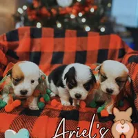 Creamboy3, a male Australian Cattle Dog and Pembroke Welsh Corgi for sale in Castalia, NC – Photo 6 of 9