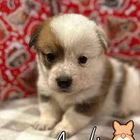 Creamboy3, a male Australian Cattle Dog and Pembroke Welsh Corgi for sale in Castalia, NC – Photo 4 of 9