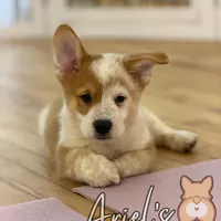 Creamboy3, a male Australian Cattle Dog and Pembroke Welsh Corgi for sale in Castalia, NC – Photo 1 of 9