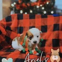 Creamboy3, a male Australian Cattle Dog and Pembroke Welsh Corgi for sale in Castalia, NC – Photo 5 of 9