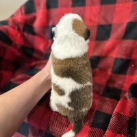 Creamboy3, a male Australian Cattle Dog and Pembroke Welsh Corgi for sale in Castalia, NC – Photo 7 of 9