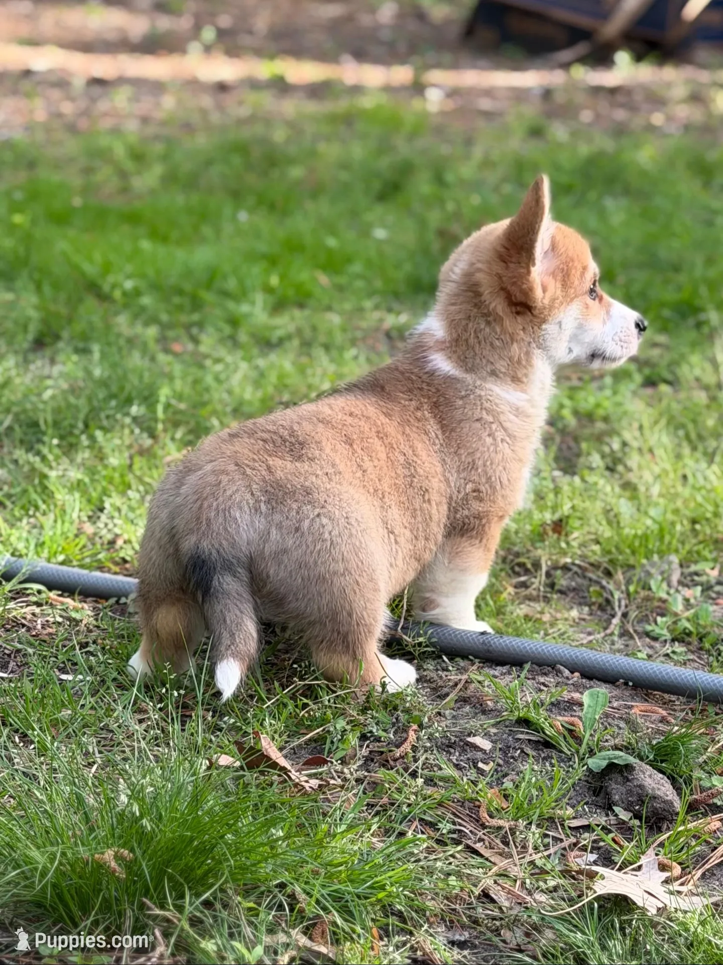 Wigglesredboy2, a male Pembroke Welsh Corgi for sale in Castalia, NC – 2 of 6