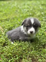 Mocha , a male Pembroke Welsh Corgi for sale in Castalia, NC – 2 of 7