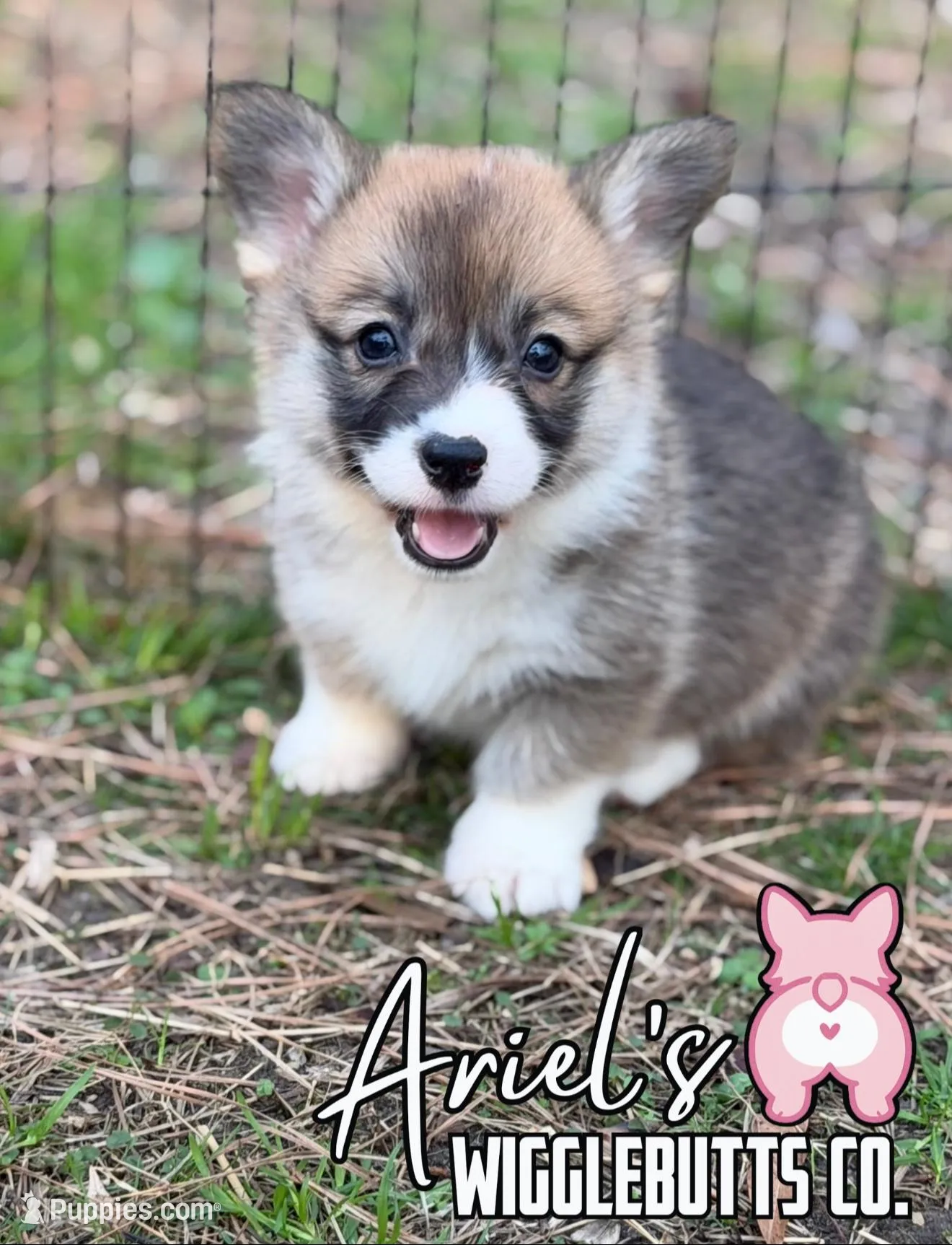 Wigglesredgirl2 – Pembroke Welsh Corgi puppy for sale in Castalia, NC