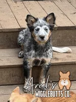 Zoeyblueboy3, a male Australian Cattle Dog for sale in Castalia, NC – Photo 1 of 9