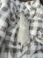 processed/7ddff457-020f-455f-8052-200cfa8c2a5d/listing/d485e4e8-e28c-4b7f-a866-c9dbd6e82f30/ff9d6e9d-06db-45f3-b13d-6eb63d0f8f4e