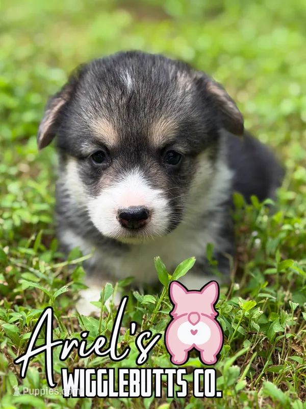 Truffle – Pembroke Welsh Corgi puppy for sale in Castalia, NC