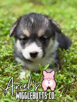 Truffle, a female Pembroke Welsh Corgi for sale in Castalia, NC – 1 of 6