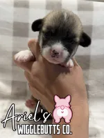 Maple, a female Pembroke Welsh Corgi for sale in Castalia, NC – 1 of 4