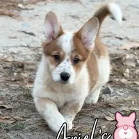 Creamgirl2, a female Australian Cattle Dog and Pembroke Welsh Corgi for sale in Castalia, NC – Photo 2 of 9