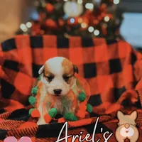 Creamgirl2, a female Australian Cattle Dog and Pembroke Welsh Corgi for sale in Castalia, NC – Photo 5 of 9