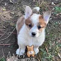 Creamgirl2, a female Australian Cattle Dog and Pembroke Welsh Corgi for sale in Castalia, NC – Photo 3 of 9