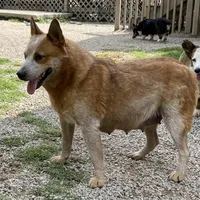 Creamgirl2, a female Australian Cattle Dog and Pembroke Welsh Corgi for sale in Castalia, NC – Photo 9 of 9
