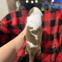 Creamgirl2, a female Australian Cattle Dog and Pembroke Welsh Corgi for sale in Castalia, NC – Photo 7 of 9