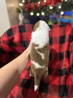 processed/7ddff457-020f-455f-8052-200cfa8c2a5d/listing/e363fe12-0632-4497-9206-6d0dfeb08902/5b489b39-6b25-4637-afec-4a16398f111a