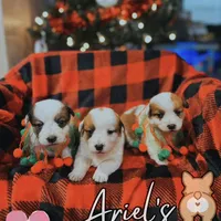 Creamgirl2, a female Australian Cattle Dog and Pembroke Welsh Corgi for sale in Castalia, NC – Photo 6 of 9