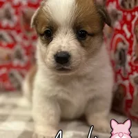 Creamgirl2, a female Australian Cattle Dog and Pembroke Welsh Corgi for sale in Castalia, NC – Photo 4 of 9