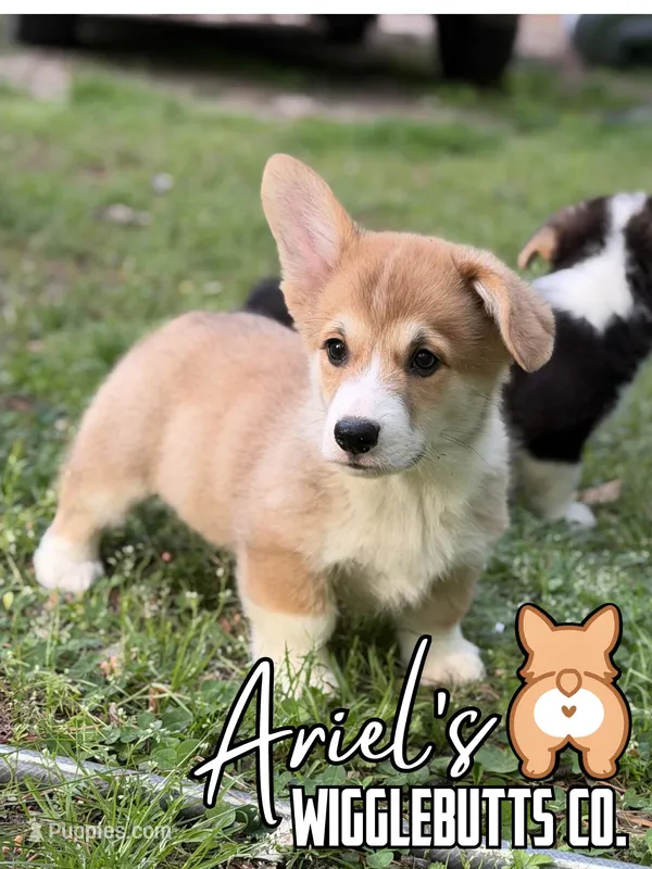 Wigglesredboy2 – Pembroke Welsh Corgi puppy for sale in Castalia, NC