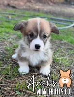 Wigglesredboy2, a male Pembroke Welsh Corgi for sale in Castalia, NC – Photo 1 of 4