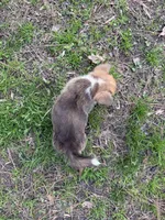Wigglesredboy2, a male Pembroke Welsh Corgi for sale in Castalia, NC – Photo 2 of 4