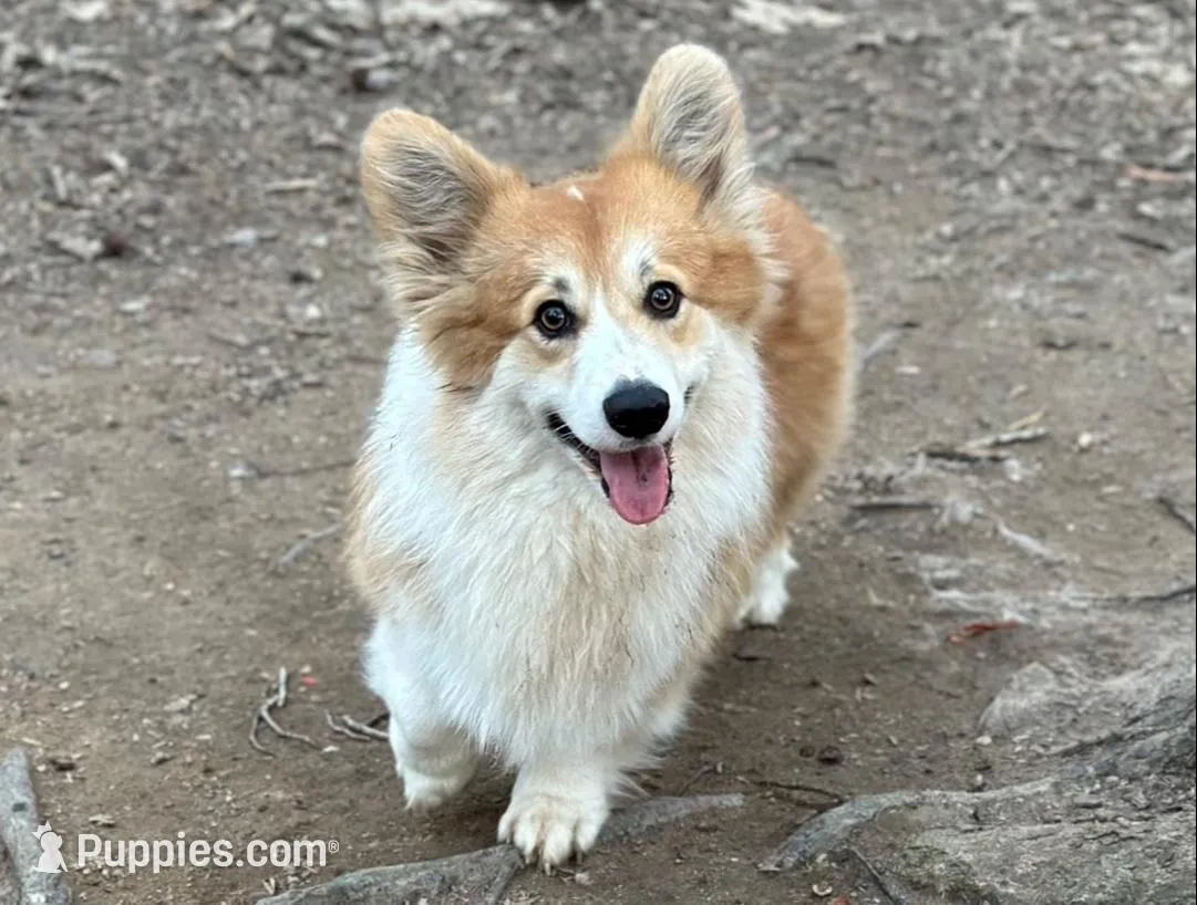 Wigglesredgirl2, a female Pembroke Welsh Corgi for sale in Castalia, NC – Photo 2 of 3