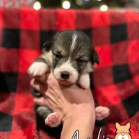 Cuppietriboy1, a male Pembroke Welsh Corgi for sale in Castalia, NC – Photo 5 of 8