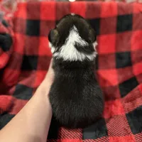 Cuppietriboy1, a male Pembroke Welsh Corgi for sale in Castalia, NC – Photo 6 of 8