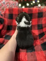 Cuppietriboy1, a male Pembroke Welsh Corgi for sale in Castalia, NC – Photo 5 of 7