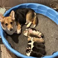 Cuppietriboy1, a male Pembroke Welsh Corgi for sale in Castalia, NC – Photo 7 of 8