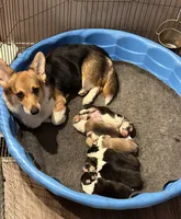 Cuppietriboy1, a male Pembroke Welsh Corgi for sale in Castalia, NC – Photo 6 of 7