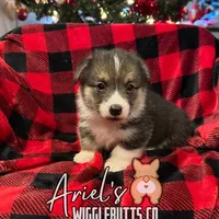 Cuppietriboy1, a male Pembroke Welsh Corgi for sale in Castalia, NC – Photo 4 of 8