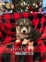 Cuppietriboy1, a male Pembroke Welsh Corgi for sale in Castalia, NC – Photo 3 of 7