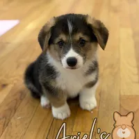 Cuppietriboy1, a male Pembroke Welsh Corgi for sale in Castalia, NC – Photo 2 of 8