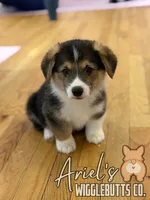 Cuppietriboy1, a male Pembroke Welsh Corgi for sale in Castalia, NC – Photo 1 of 7
