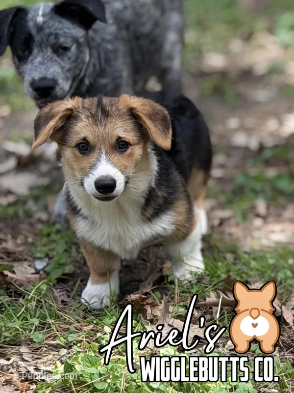 Cuppietriboy1 – Pembroke Welsh Corgi puppy for sale in Castalia, NC
